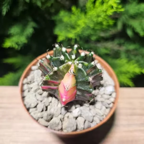 Gymnocalycium 5,5 cm Özel Tür Kaktüs
