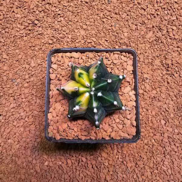 Gymnocalycium 5,5 cm Özel Tür Kaktüs