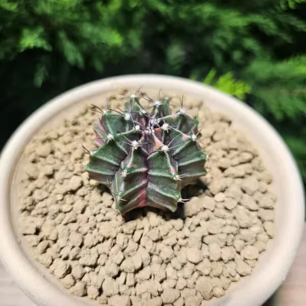 Gymnocalycium 5,5 cm Özel Tür Kaktüs