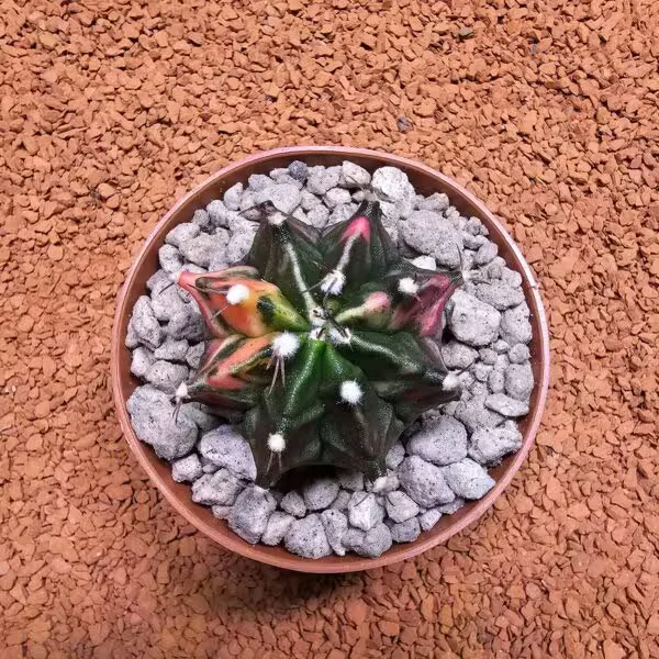 Gymnocalycium 5,5 cm Özel Tür Kaktüs