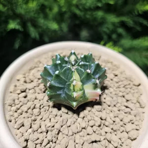 Gymnocalycium 5,5 cm Özel Tür Kaktüs
