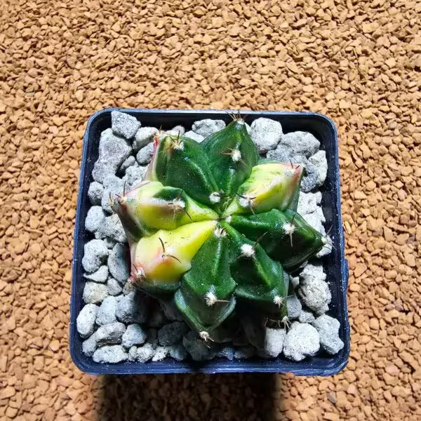 Gymnocalycium 5 cm Özel Tür Kaktüs