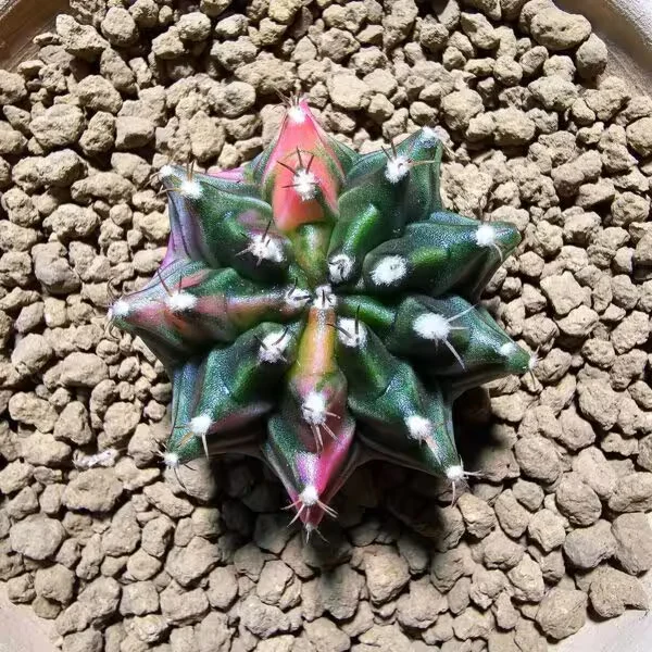 Gymnocalycium 5 cm Özel Tür Kaktüs