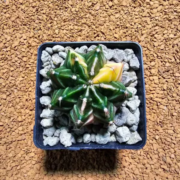 Gymnocalycium 5 cm Özel Tür Kaktüs
