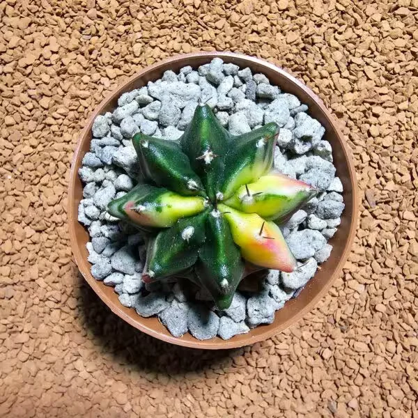 Gymnocalycium 5 cm Özel Tür Kaktüs