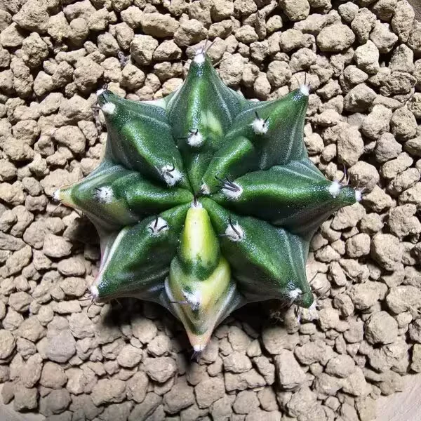 Gymnocalycium 5,5 cm Özel Tür Kaktüs