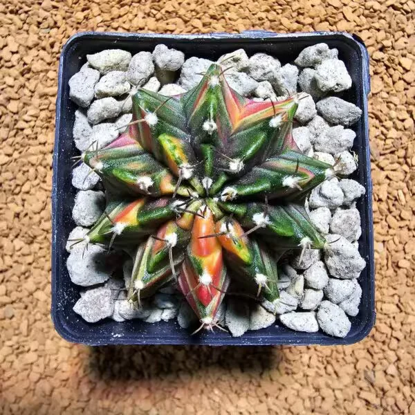 Gymnocalycium 5,5 cm Özel Tür Kaktüs