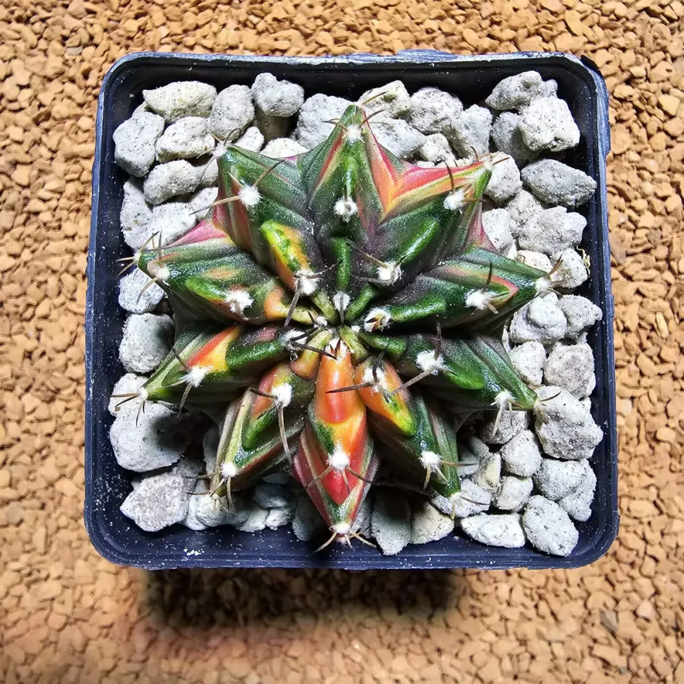 Next Product Image