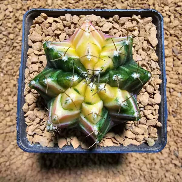 Gymnocalycium 5,5 cm Özel Tür Kaktüs