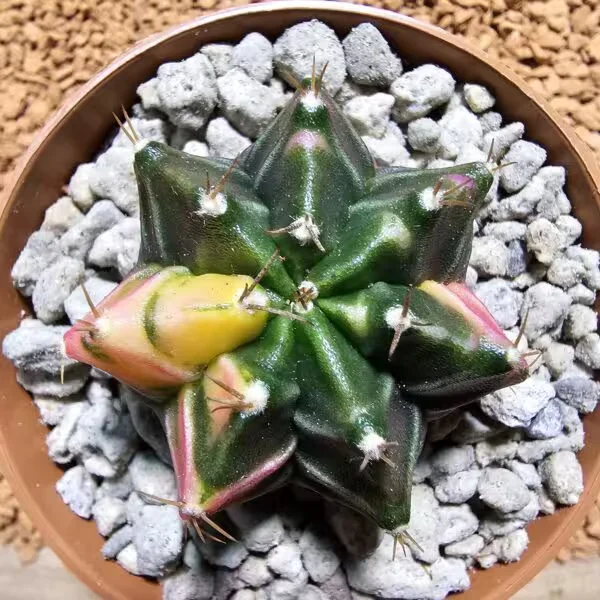 Gymnocalycium 5 cm Özel Tür Kaktüs