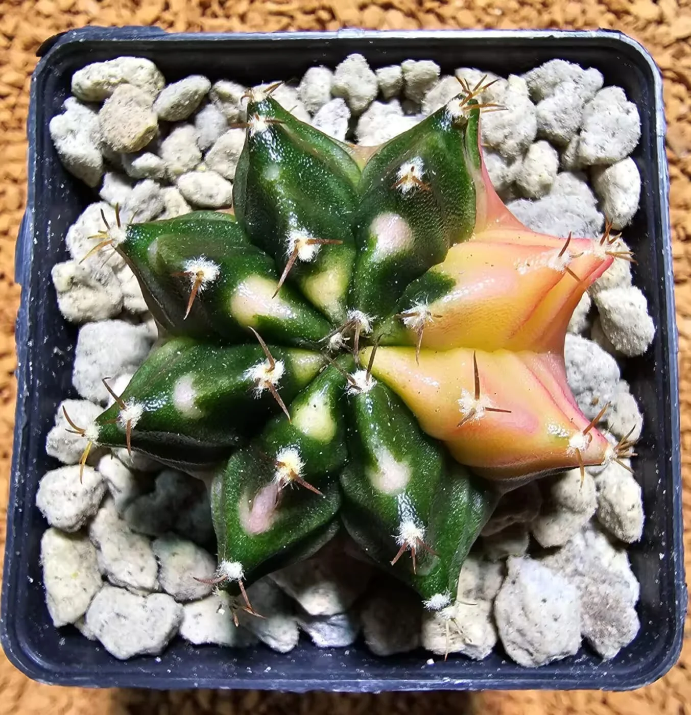 Previous Product Image