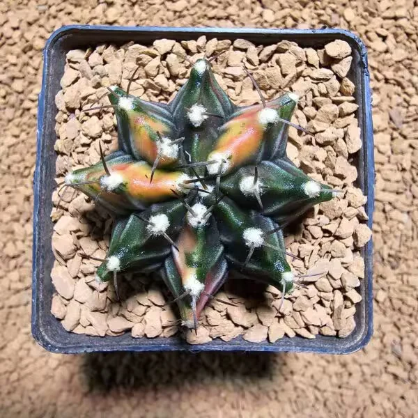 Gymnocalycium 5 cm Özel Tür Kaktüs