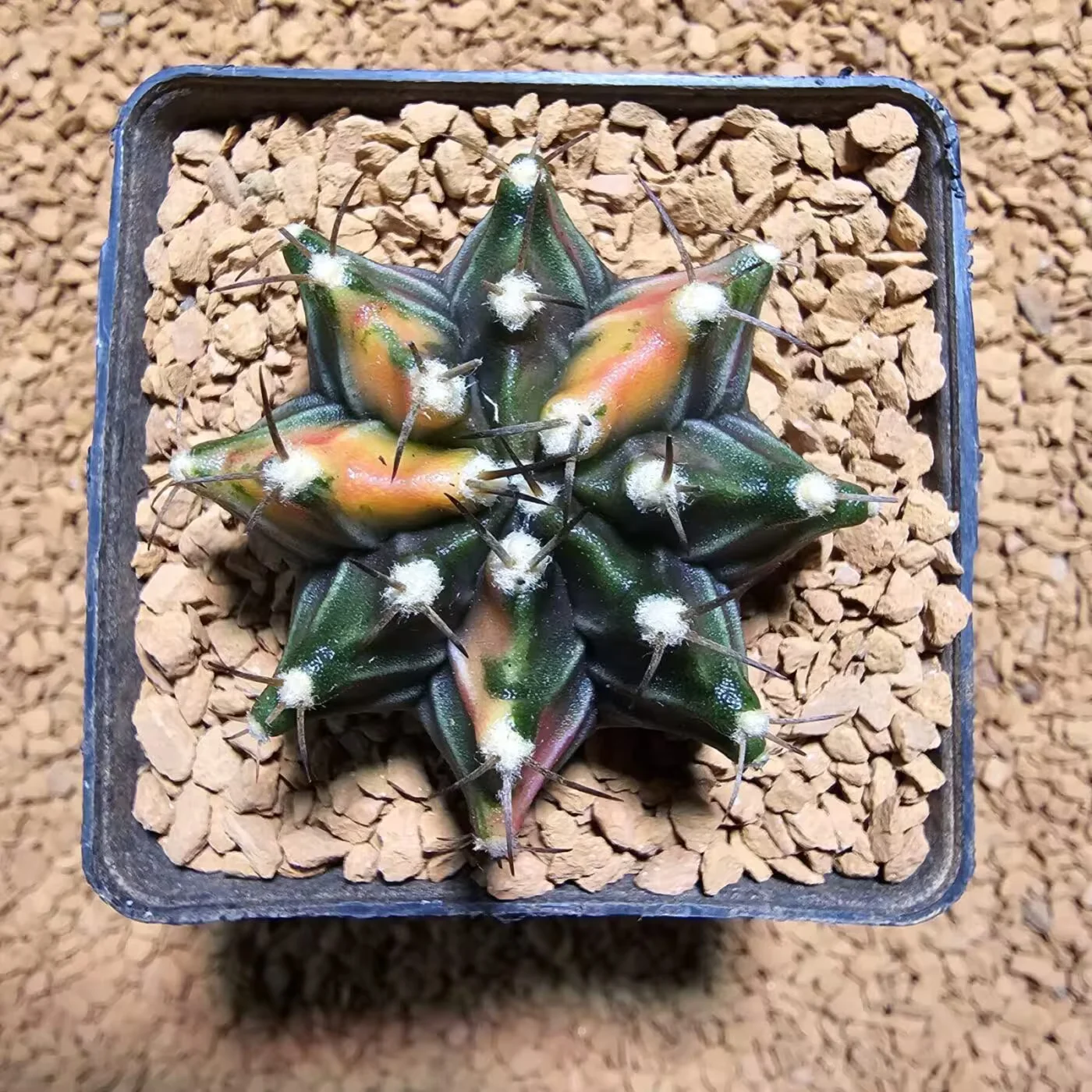 Previous Product Image