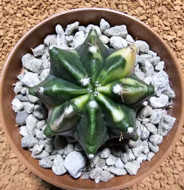 Gymnocalycium 5 cm Özel Tür Kaktüs