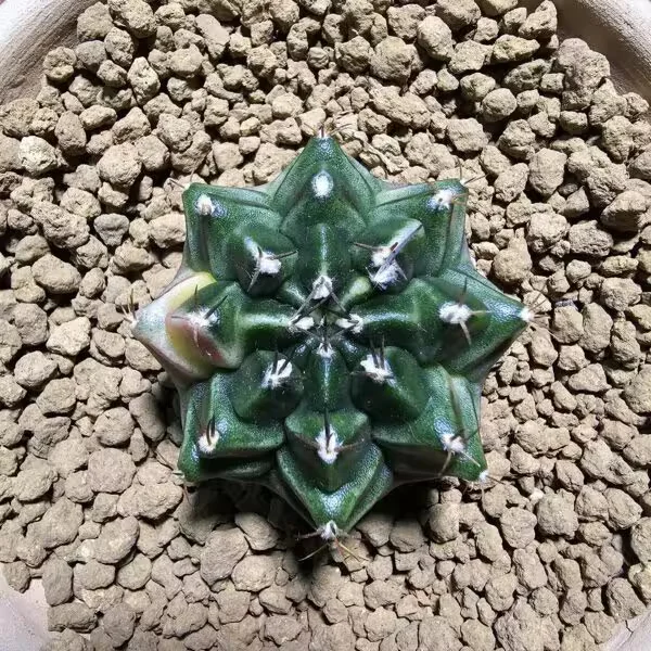 Gymnocalycium 5 cm Özel Tür Kaktüs