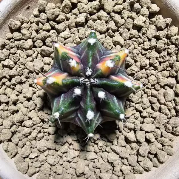 Gymnocalycium 5 cm Özel Tür Kaktüs