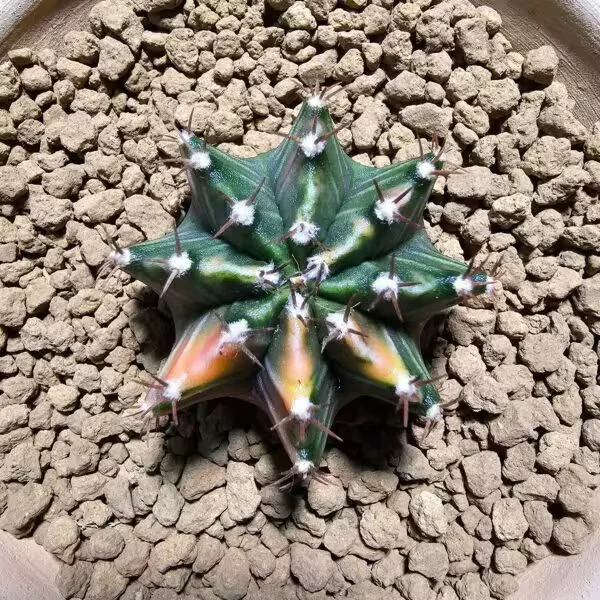 Gymnocalycium 5 cm Özel Tür Kaktüs