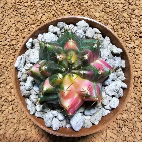Gymnocalycium 5,5 cm Özel Tür Kaktüs