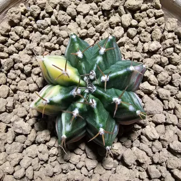 Gymnocalycium 5 cm Özel Tür Kaktüs