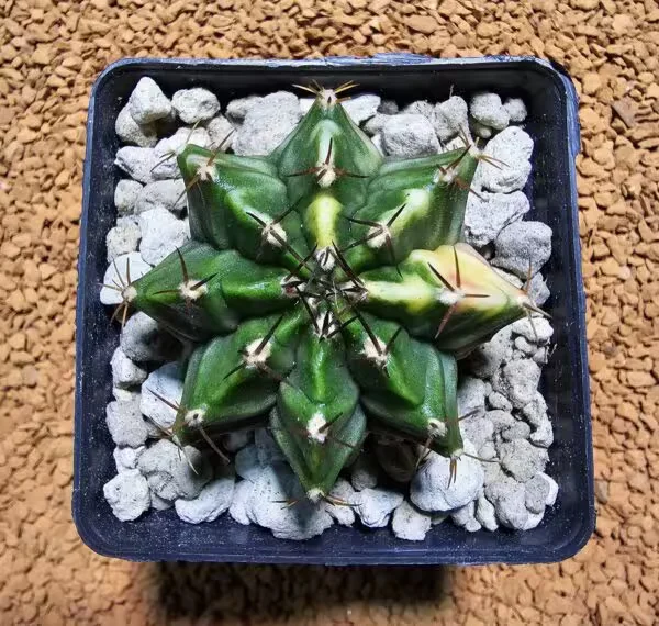 Gymnocalycium 5 cm Özel Tür Kaktüs