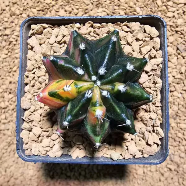 Gymnocalycium 5 cm Özel Tür Kaktüs
