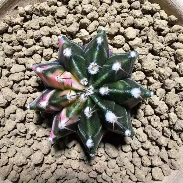 Gymnocalycium 6 cm Özel Tür Kaktüs