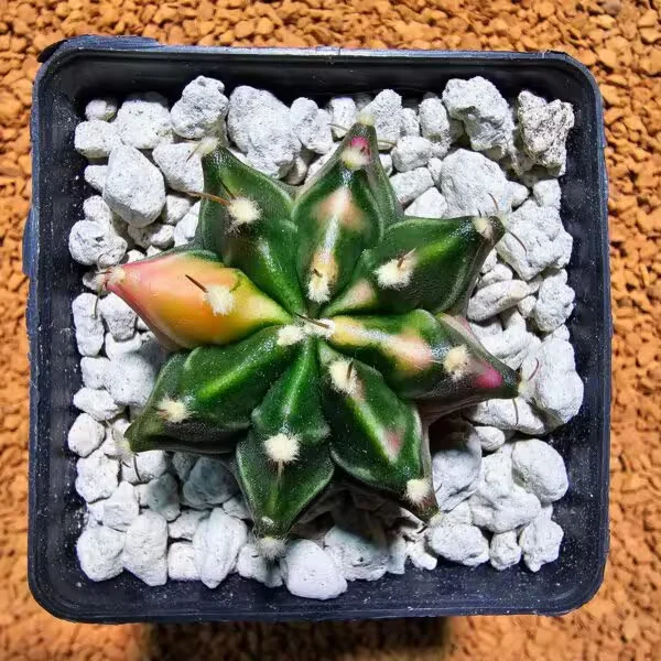 Gymnocalycium 5 cm Özel Tür Kaktüs
