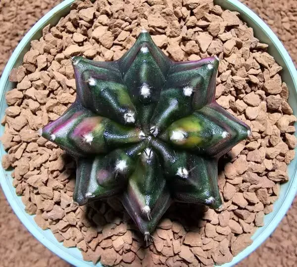 Gymnocalycium 5 cm Özel Tür Kaktüs