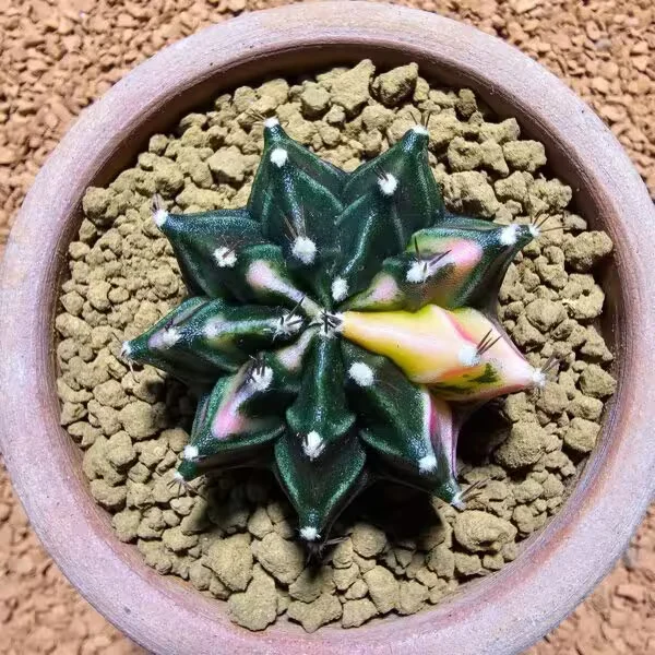 Gymnocalycium 5 cm Özel Tür Kaktüs