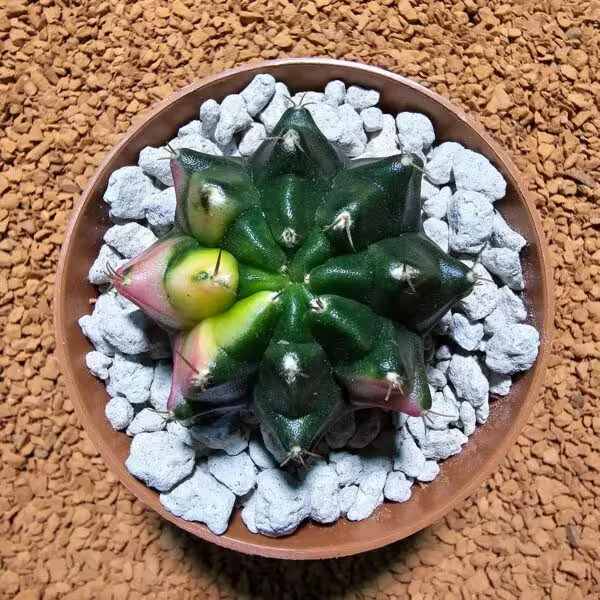 Gymnocalycium 5,5 cm Özel Tür Kaktüs