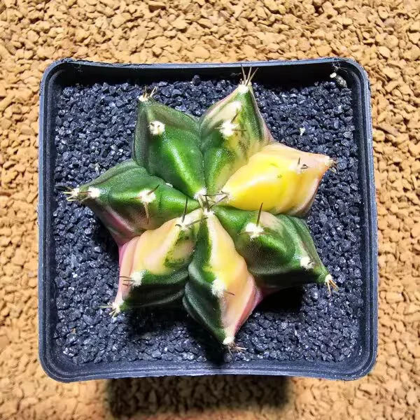 Gymnocalycium 5 cm Özel Tür Kaktüs