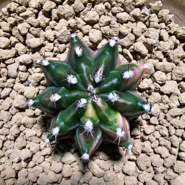 Gymnocalycium 5 cm Özel Tür Kaktüs