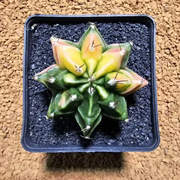 Gymnocalycium 5 cm Özel Tür Kaktüs
