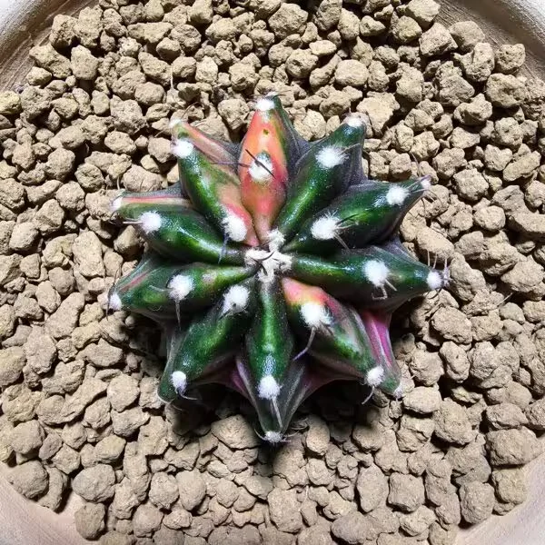 Gymnocalycium 5 cm Özel Tür Kaktüs