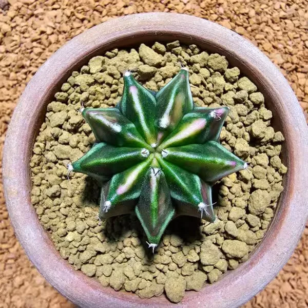 Gymnocalycium 5 cm Özel Tür Kaktüs