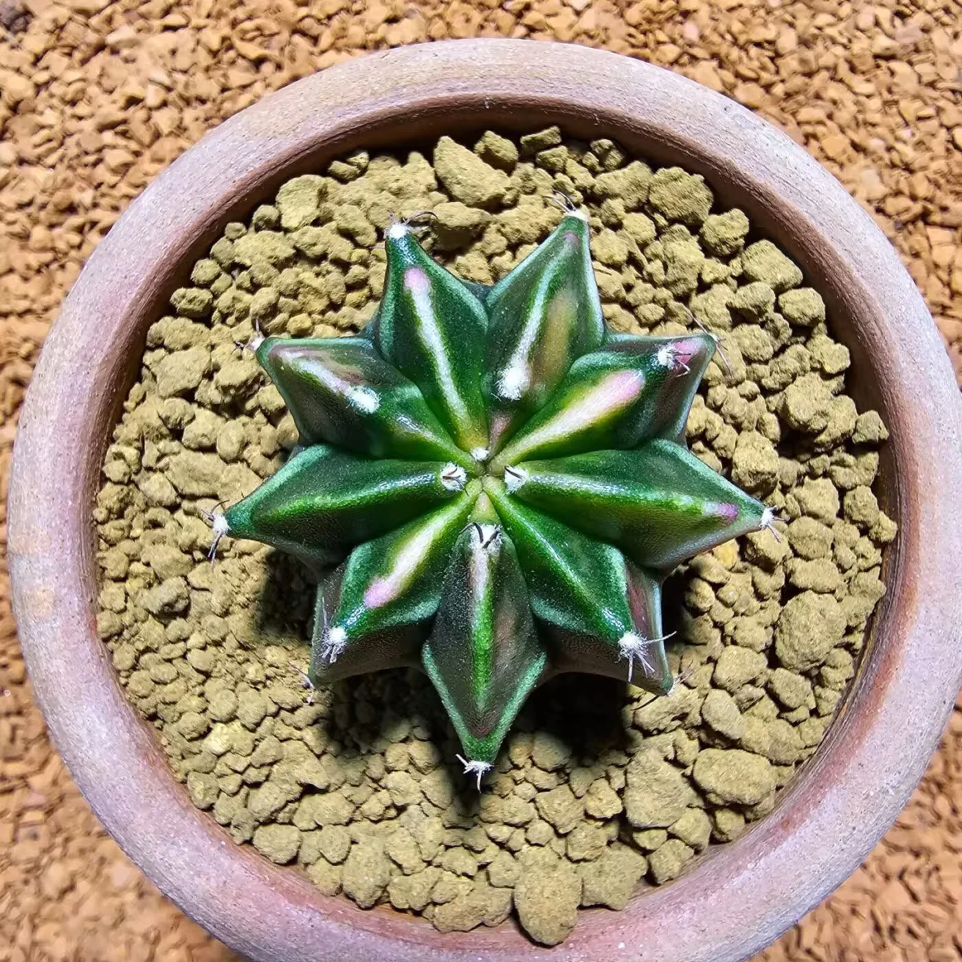 Next Product Image
