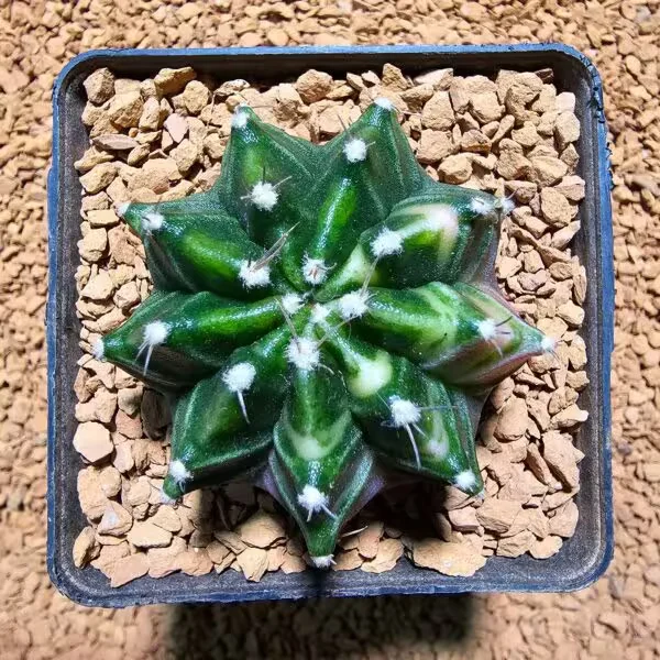 Gymnocalycium 5 cm Özel Tür Kaktüs