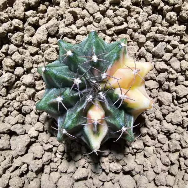 Gymnocalycium 5 cm Özel Tür Kaktüs