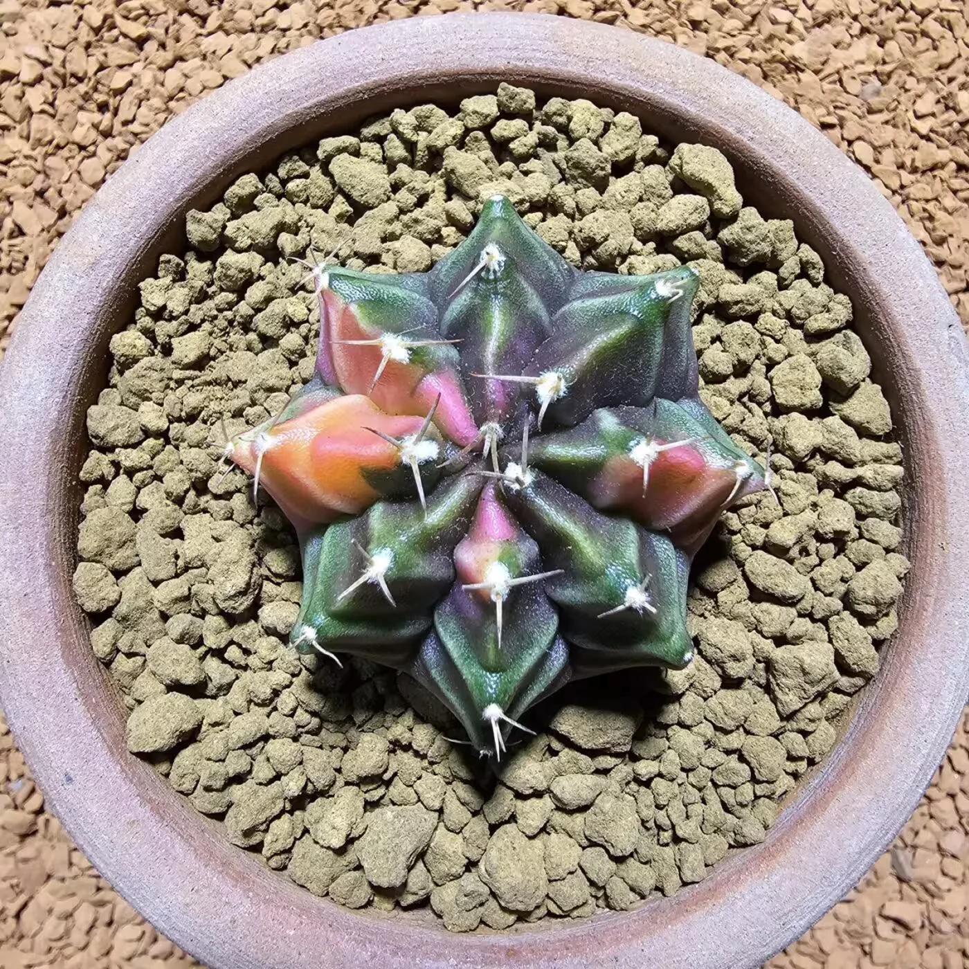 Next Product Image