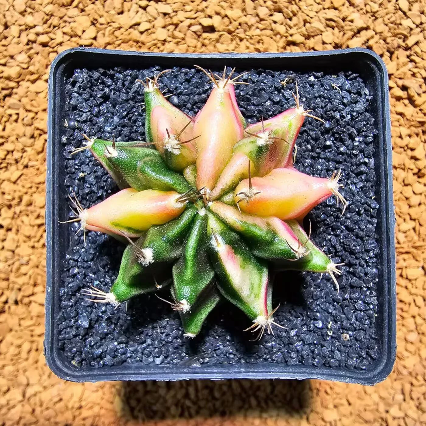 Previous Product Image