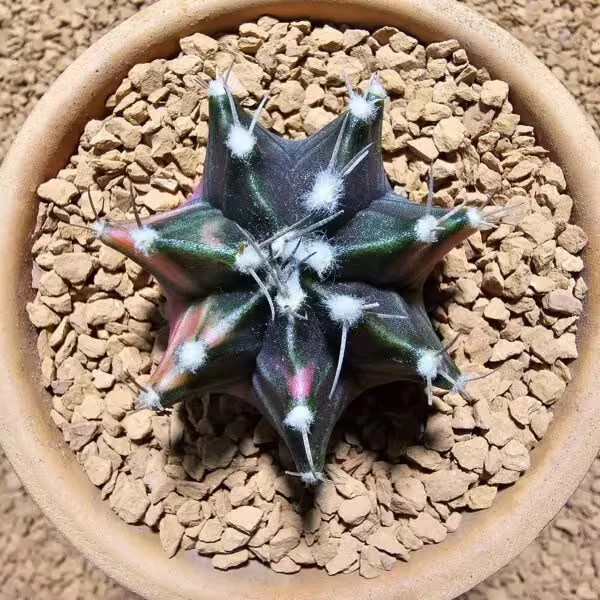 Gymnocalycium 5,5 cm Özel Tür Kaktüs