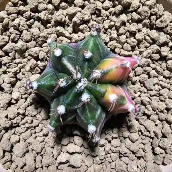 Gymnocalycium 5,5 cm Özel Tür Kaktüs