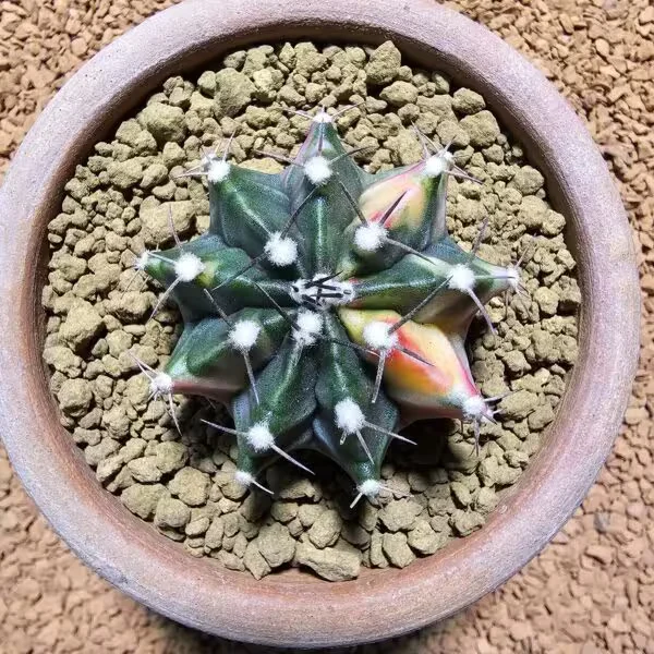 Gymnocalycium 5 cm Özel Tür Kaktüs