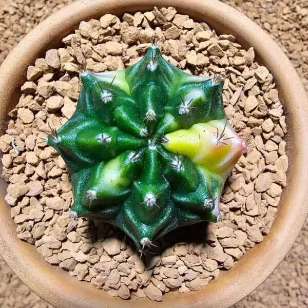 Gymnocalycium 5 cm Özel Tür Kaktüs