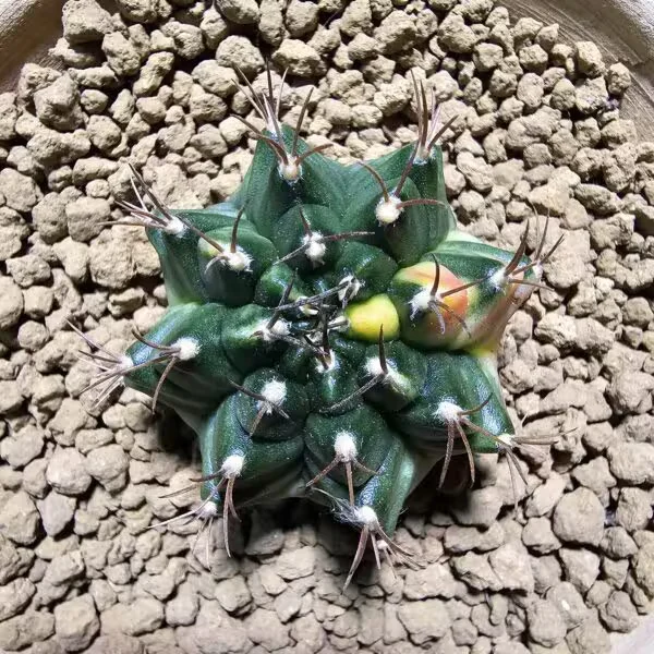 Gymnocalycium 5,5 cm Özel Tür Kaktüs