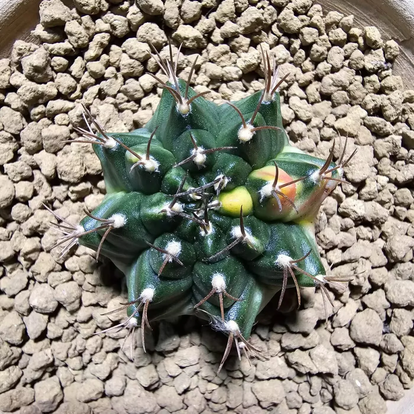 Previous Product Image