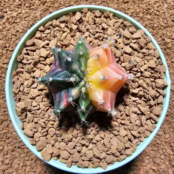 Gymnocalycium 5 cm Özel Tür Kaktüs