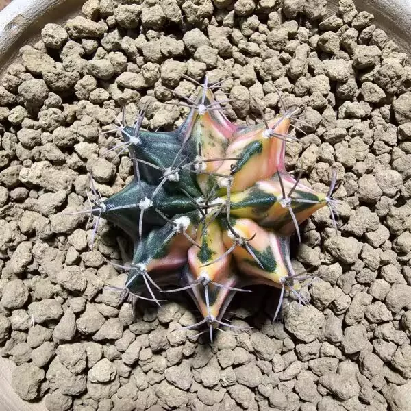 Gymnocalycium 5,5 cm Özel Tür Kaktüs
