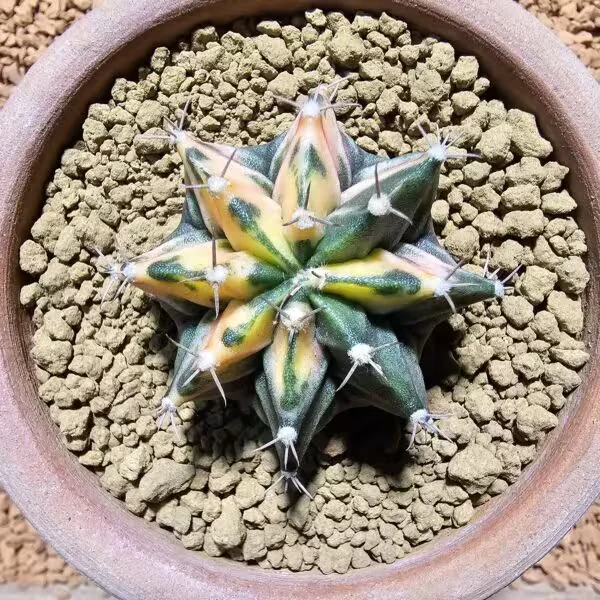 Gymnocalycium 5 cm Özel Tür Kaktüs