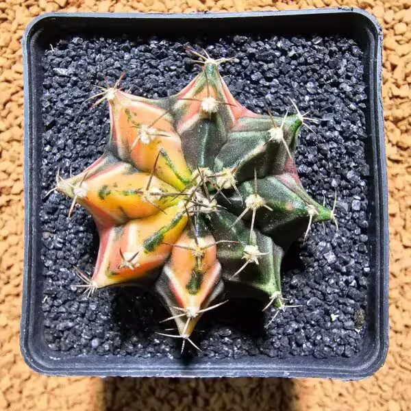Gymnocalycium 5 cm Özel Tür Kaktüs